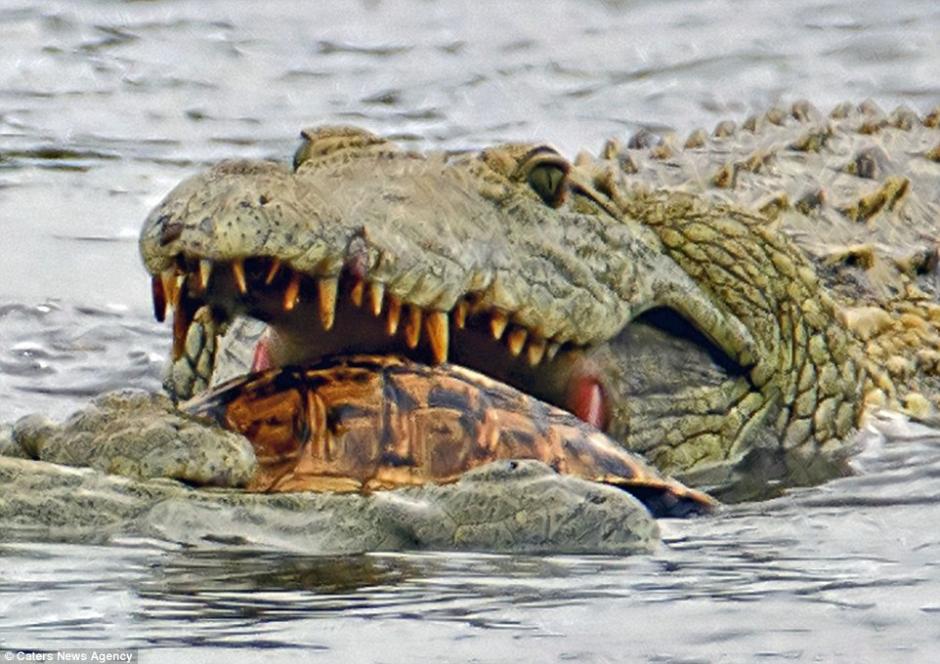 Un cocodrilo fue captado devorando a una tortuga en un parque de Sud&aacute;frica. (Foto: dailymail.co.uk)