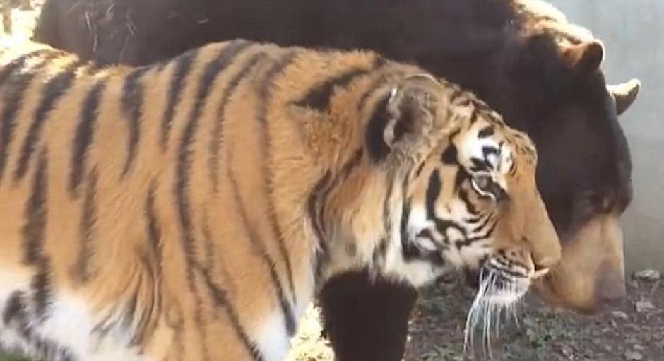 El amor entre un tigre y un oso qued&oacute; captado en un video en Georgia. (Foto: Daily Mail)