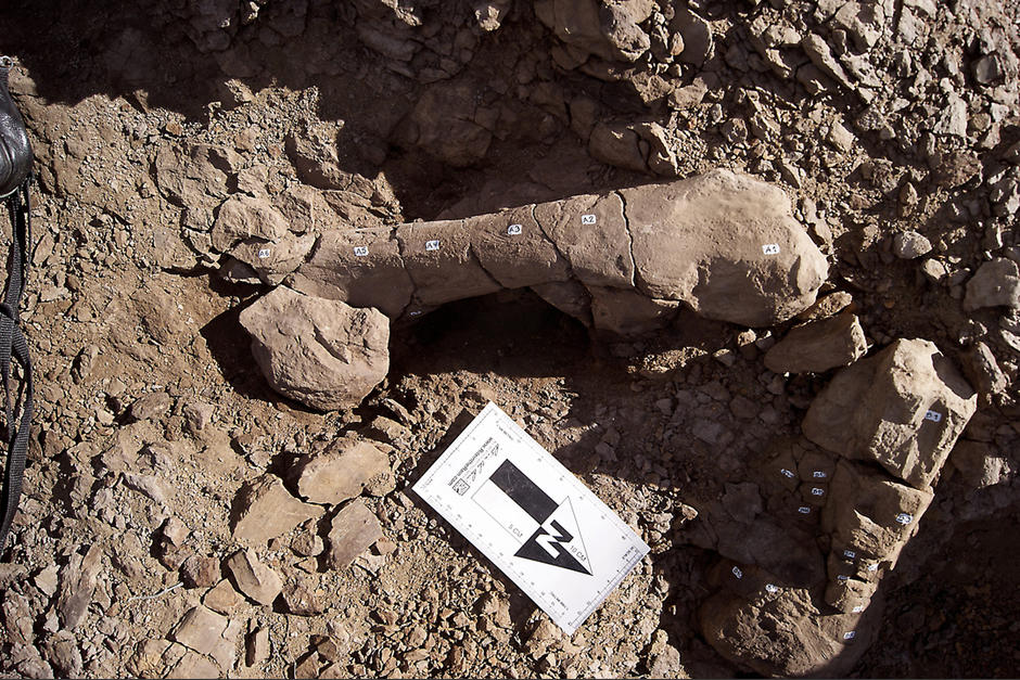Fotograf&iacute;a cedida por el Instituto Ant&aacute;rtico Chileno este viernes 22 de noviembre de 2013, que muestra un resto de hadrosaurio encontrado en la regi&oacute;n chilena de Magallanes.