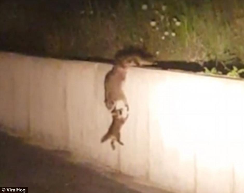 Una mam&aacute; mapache rescata a su beb&eacute; (Foto: dailymail)