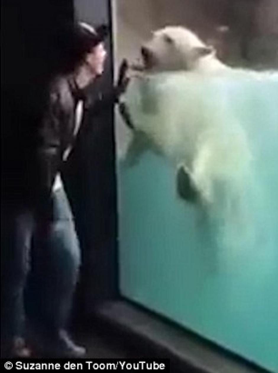 Un adorable oso polar imita los movimientos de un turista. (Foto: dailymail.co.uk)