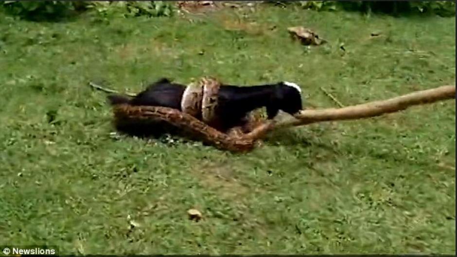 La pit&oacute;n fue ahuyentada con palos y ramas. (Foto: dailymail.co.uk)