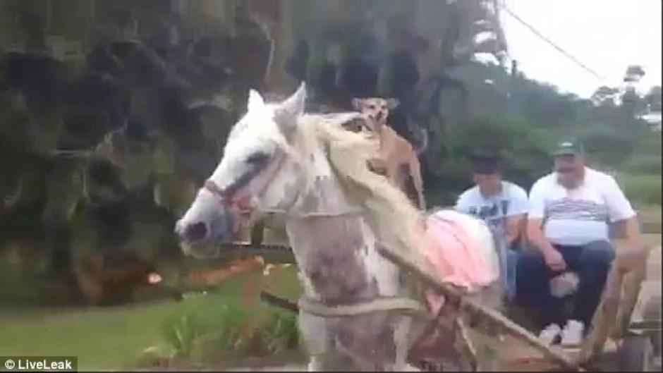 Un perro montado en un caballo causa sensaci&oacute;n en redes. (Imagen: Captura de pantalla)