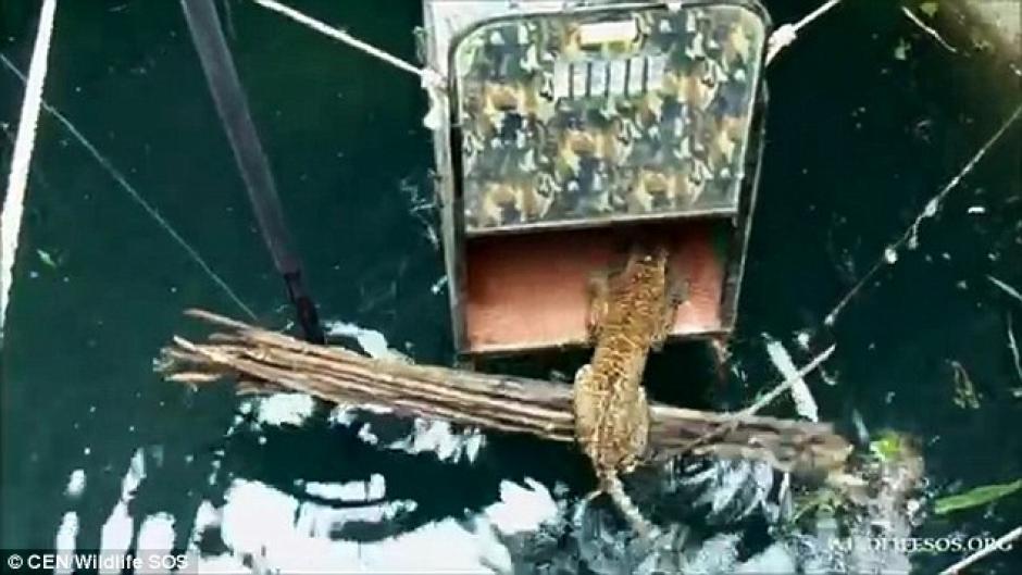 El leopardo tard&oacute; un par de horas en entrar a la jaula. (Foto: dailymail.co.uk)