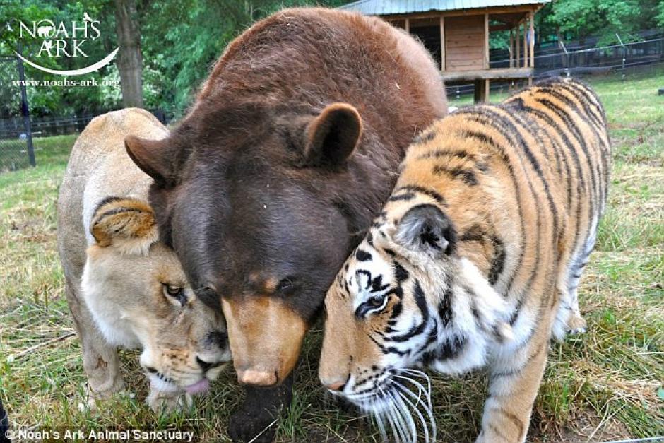 Un oso un tigre y un le&oacute;n fueron amigos hasta que la muerte los separ&oacute;. (Foto: dailymail.co.uk) 