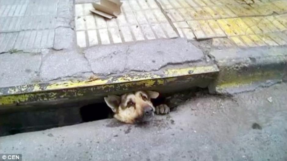 El perro permanec&iacute;a atrapado en el tragante. (Foto: dailymail.co.uk) 