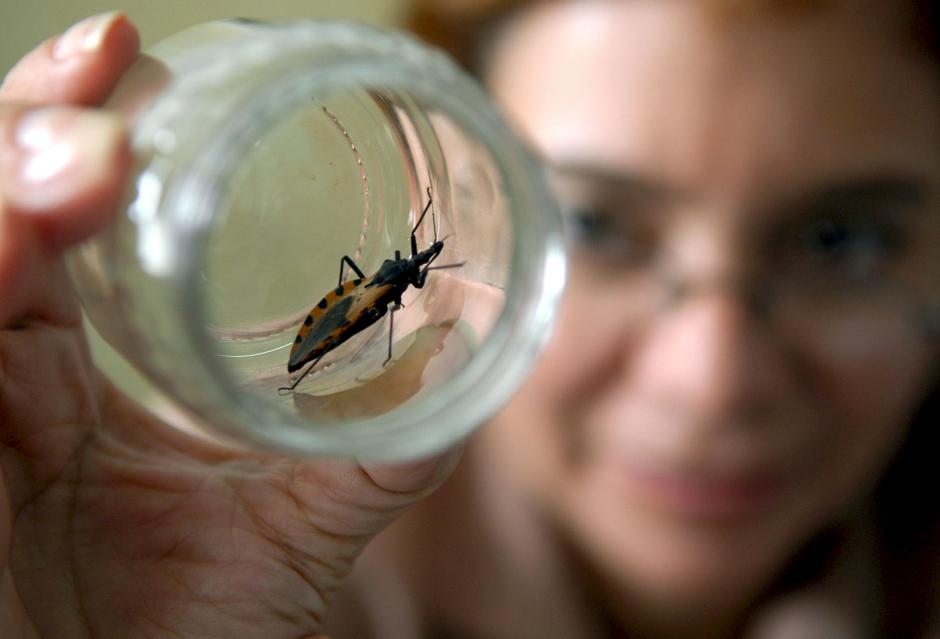 La enfermedad la causa el par&aacute;sito Trypanosoma Cruzi, transmitido a los humanos por insectos que se alimentan de sangre, como la chinche picuda. (EFE)