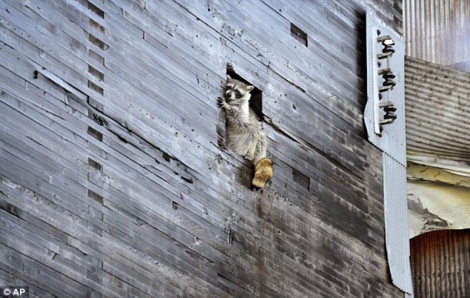 Un mapache se salva de morir al quedar atrapado en un granero en llamas. (Foto: Daily Mail)