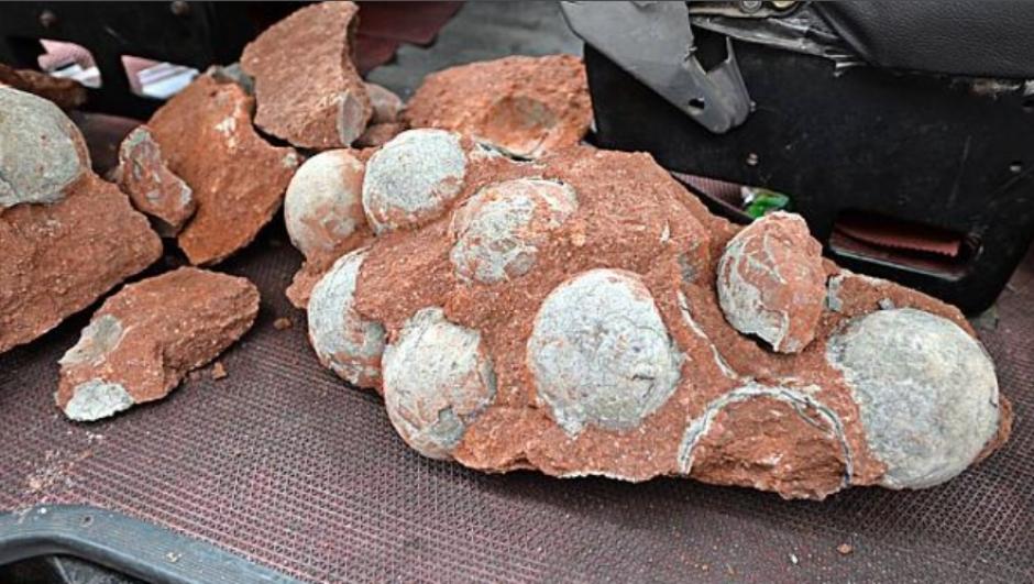 Los 43 f&oacute;siles de huevos de dinosaurios fueron encontrados en un sitio en construcci&oacute;n en el sur de China. &nbsp;(Foto: EFE)