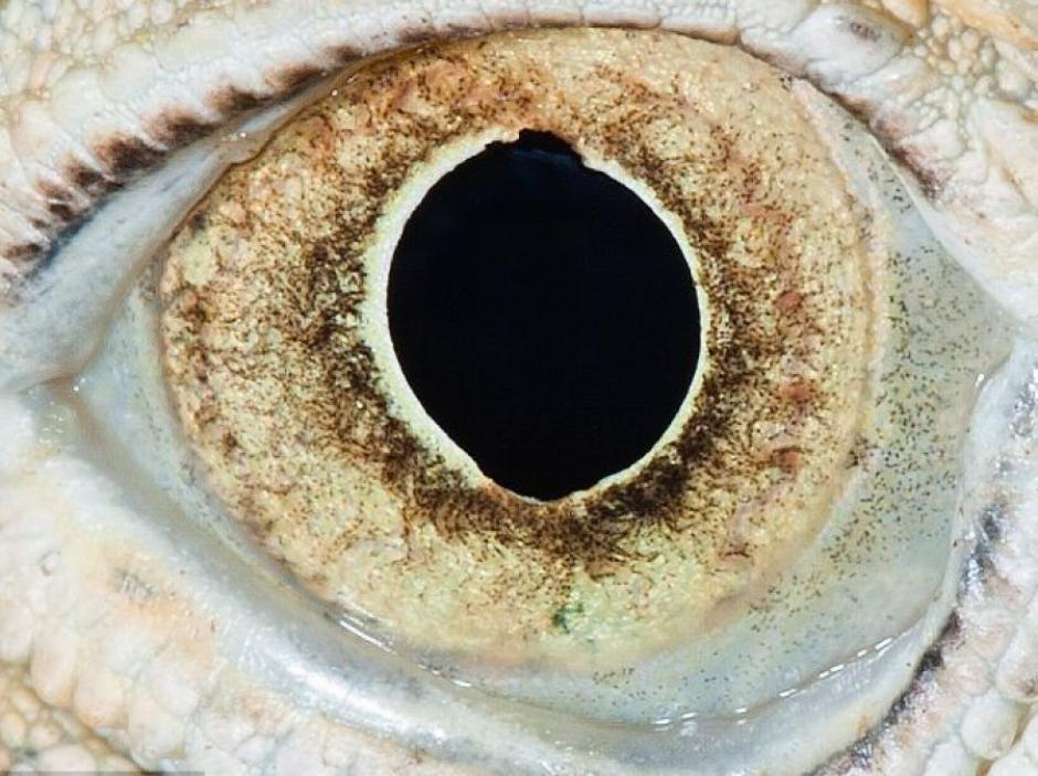 El ojo de una iguana. (Foto: Suren Manvelyan)