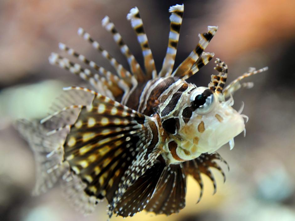 &nbsp;Sin depredadores, desde los a&ntilde;os 90 del pasado siglo ha devastado las aguas del Caribe acabando con el 80 % de la biomasa de peces en Bahamas.&nbsp;