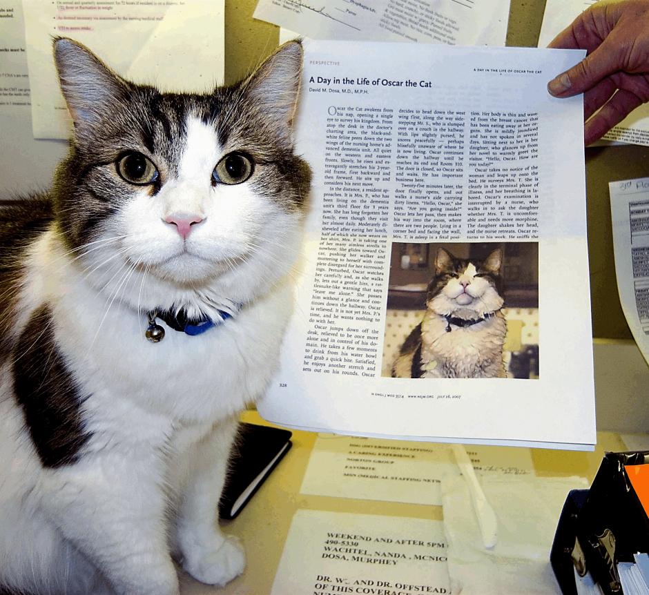 El gato &Oacute;scar junto al art&iacute;culo escrito por David Dosa en &ldquo;The New England Journal of Medicine&rdquo;, que le catapult&oacute; a la fama. (Foto: EFE)