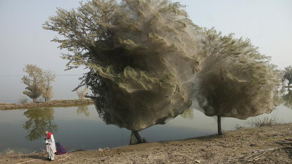 La "lluvia" de ara&ntilde;as sorprende cada a&ntilde;o a un pueblo en Australia. (Foto: RT)