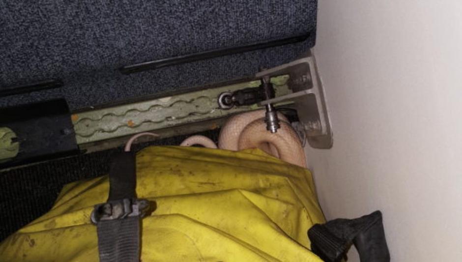 La serpiente fue descubierta por un ni&ntilde;o en un vuelo a Alaska. (Foto: Ana McConnaughy)