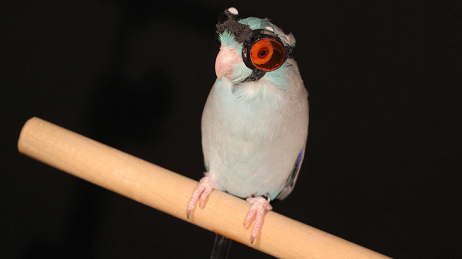 Esta es la&nbsp;historia del perico con lentes que ayud&oacute; a descubrir un fen&oacute;meno f&iacute;sico. (Foto: Actualidad RT)&nbsp;&nbsp;