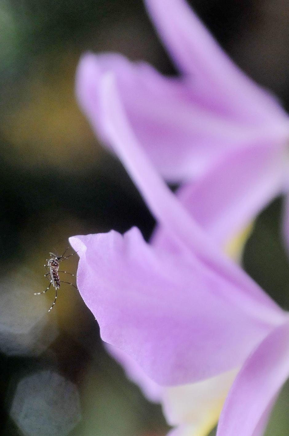 Un mosquito posado sobre una orqu&iacute;dea. (Foto: EFE/Archivo)