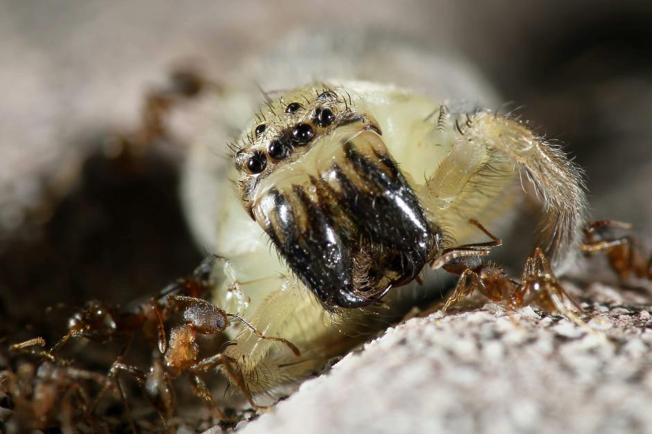 Un grupo de hormigas trasladan a una ara&ntilde;a a su hormiguero. (Foto: EFE/Archivo)