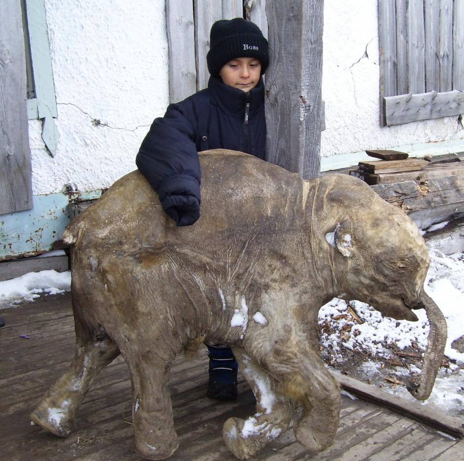 Fotograf&iacute;a facilitada por el museo de Shemanovsky al norte de Rusia, de una ni&ntilde;a con la cr&iacute;a de mamut Lyuba ("amor" en ruso), tras ser descubierta por un pastor de renos en 2007, que est&aacute; considerada como el ejemplar de esta especie m&aacute;s completo y mejor conservado. (Foto: EFE)