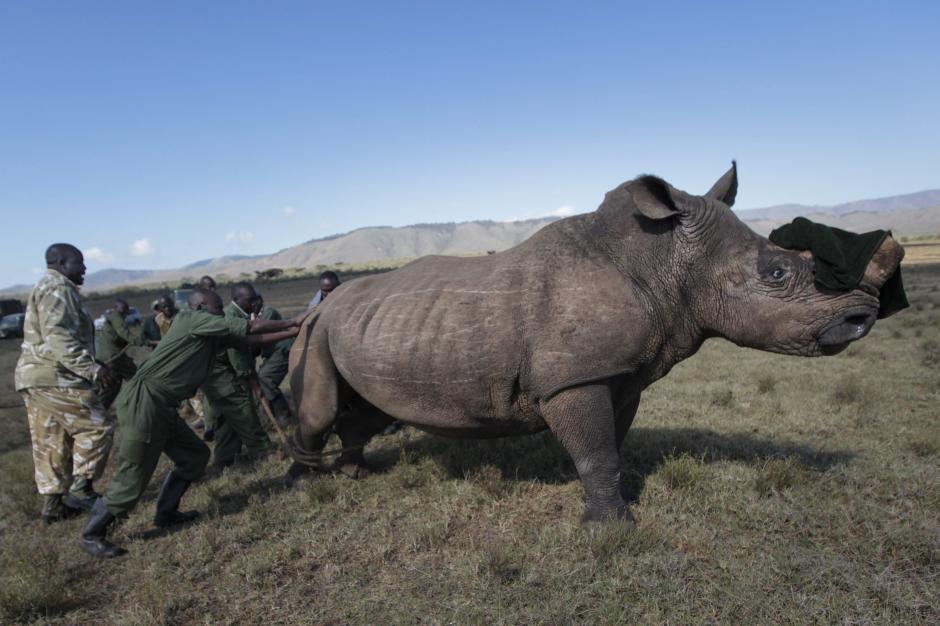 Soldados del Servicio de Conservaci&oacute;n de la Flora y Fauna de Kenia (KWS) y veterinarios empujan a un rinoceronte sedado para instalar un dispositivo de localizaci&oacute;n (GPS) durante unas maniobras de entrenamiento para combatir la caza furtiva, cerca de Kajiado, al norte de Nairobi (Kenia). (Foto: Dai Kurokawa / EFE)