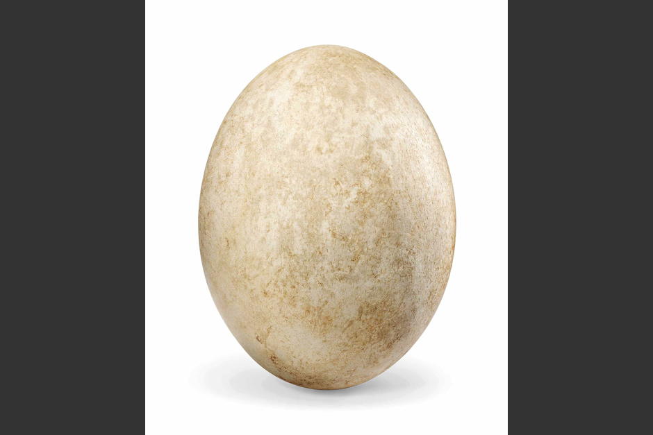 Un rar&iacute;simo ejemplar de huevo de ave elefante, de Madagascar, cien veces m&aacute;s grande que un huevo gallina. (Foto: EFE)