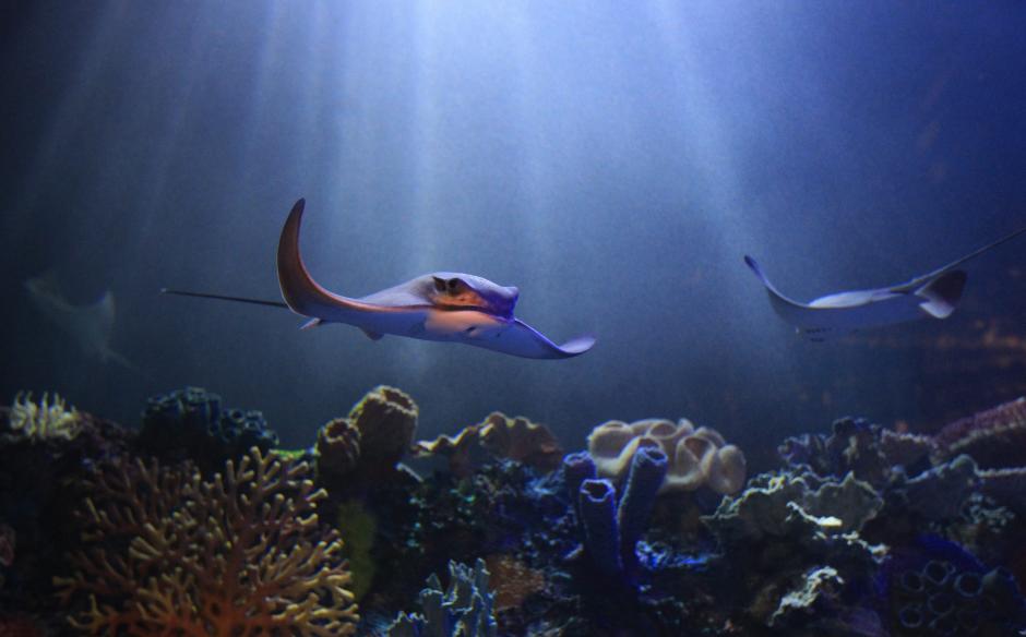 Tiburones, caballitos de mar, tortugas, pira&ntilde;as, medusas y rayas figuran entre los 5.000 ejemplares marinos que habitan un acuario de 3.500 metros cuadrados en la capital mexicana, uno de los m&aacute;s avanzados y completos del mundo, se&ntilde;al&oacute; hoy el director del proyecto, Alejandro Nasta. (Foto: EFE/Mario Guzm&aacute;n)