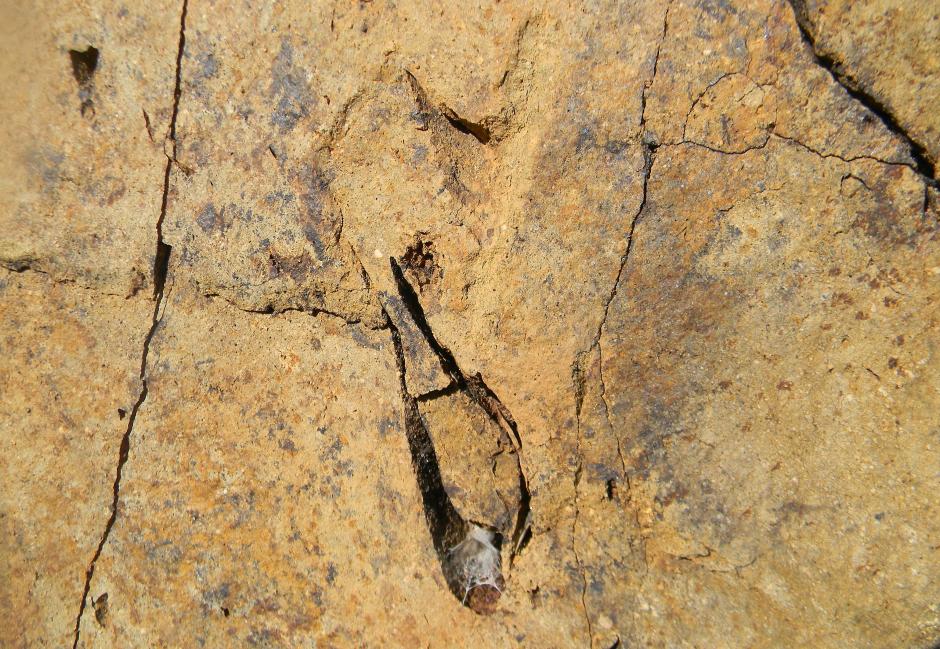 F&oacute;siles de moluscos de 300 millones de a&ntilde;os descubiertos en la localidad del pueblo chileno de Puchuncav&iacute;, en la costa de la regi&oacute;n de Valpara&iacute;so, Chile. (Foto: EFE/Museo de Hisotia Natural de Puchuncavi)