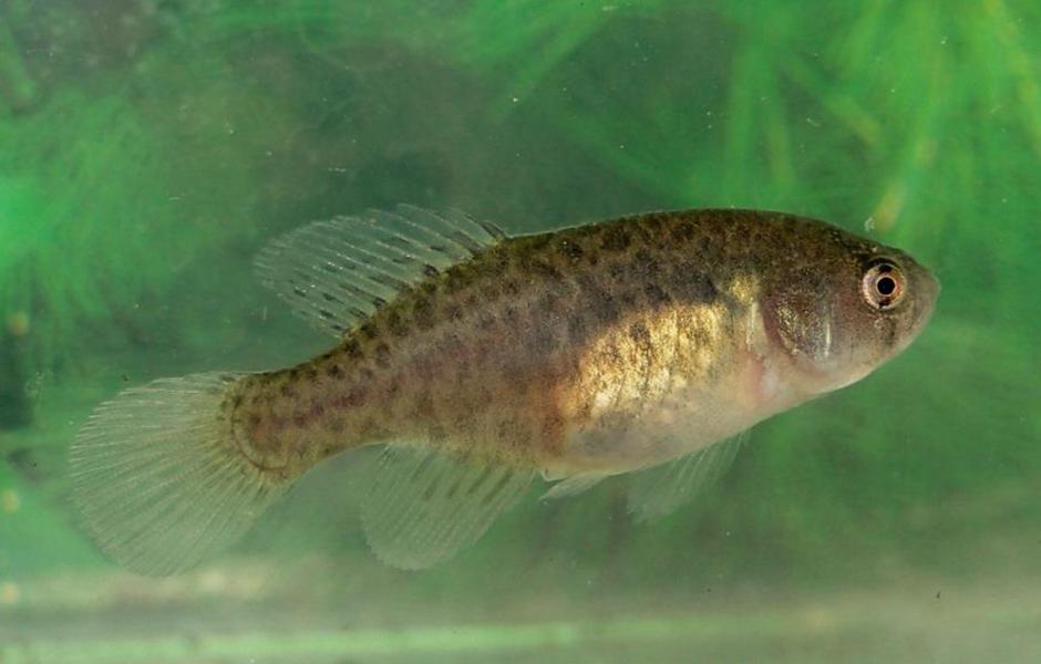Una nueva especie de pez de agua dulce depende de los charcos temporales para sobrevivir, seg&uacute;n un grupo de investigadores brasile&ntilde;os. (Foto: EFE)