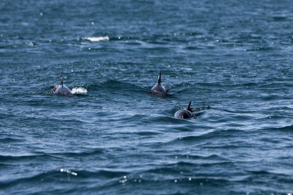Buscan regular la observaci&oacute;n de cet&aacute;ceos en las costas del Oc&eacute;ano Pac&iacute;fico. (Foto Archivo: EFE)