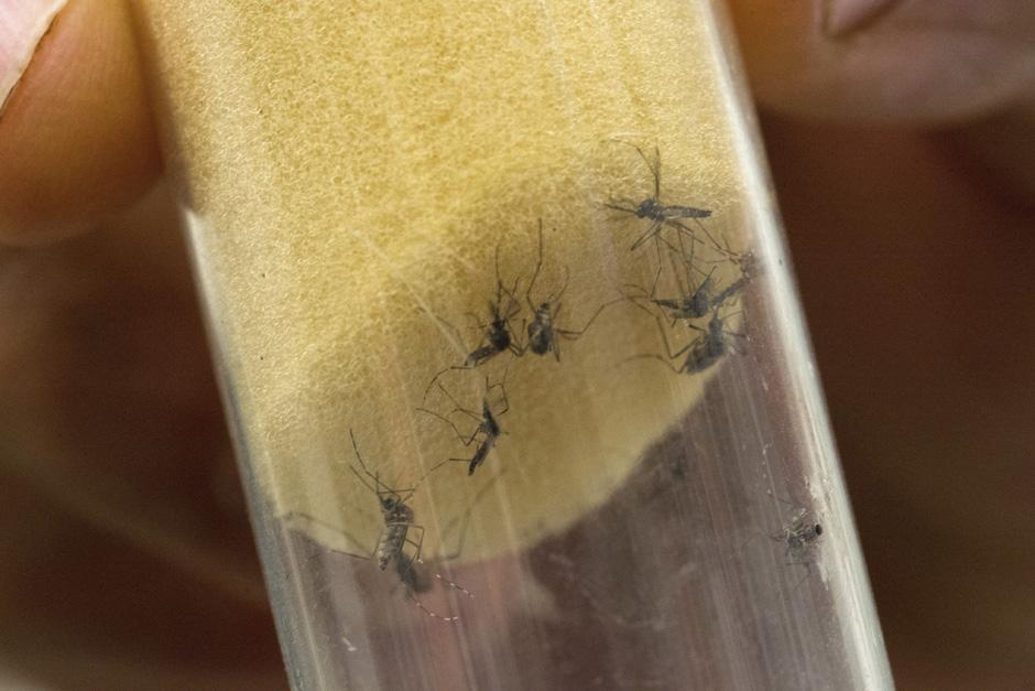 El virus del zika es transmitido por el zancudo Aedes aegypti, el mismo que transmite el dengue y la chikungunya. (Foto: EFE)