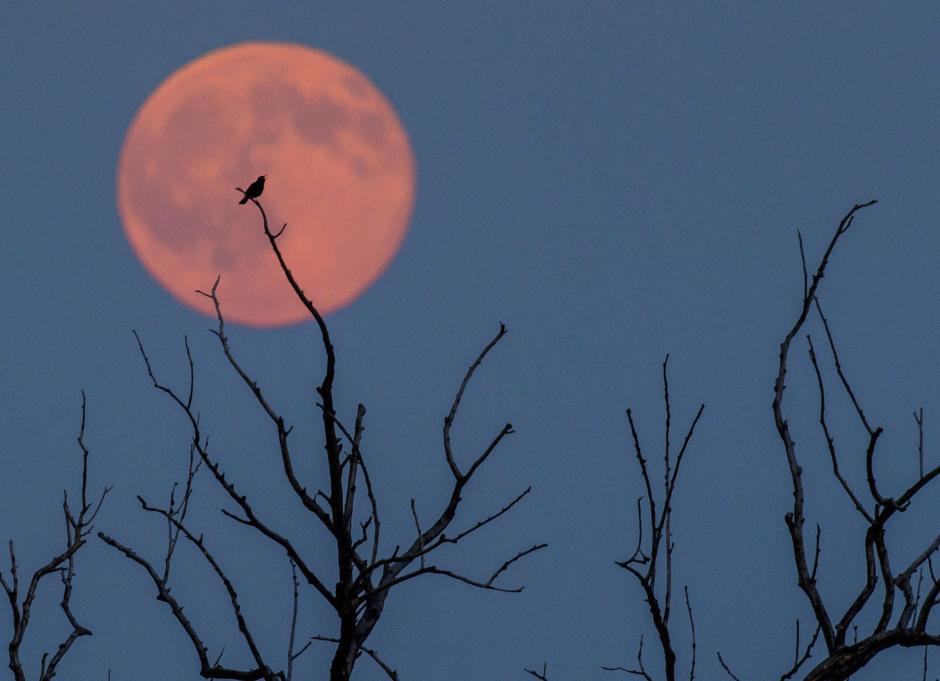 Un p&aacute;jaro sobre una rama ante la luna llena, iluminada con un tono ligeramente rojizo, en Jacobsdorf, cerca de Fr&aacute;ncfort del Oder, Alemania.  (Foto: EFE/Patrick Pleul)