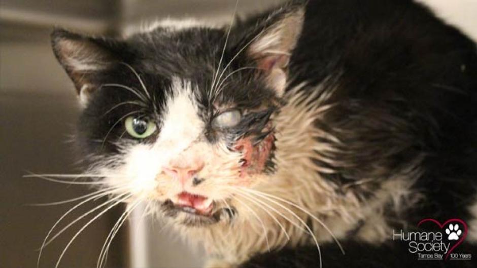 Bart es el gato que excav&oacute; y logr&oacute; salir de su tumba en Florida, luego que su due&ntilde;o lo diero por muerto al haber sido atropellado. (Foto: WFLA/Humane Society)