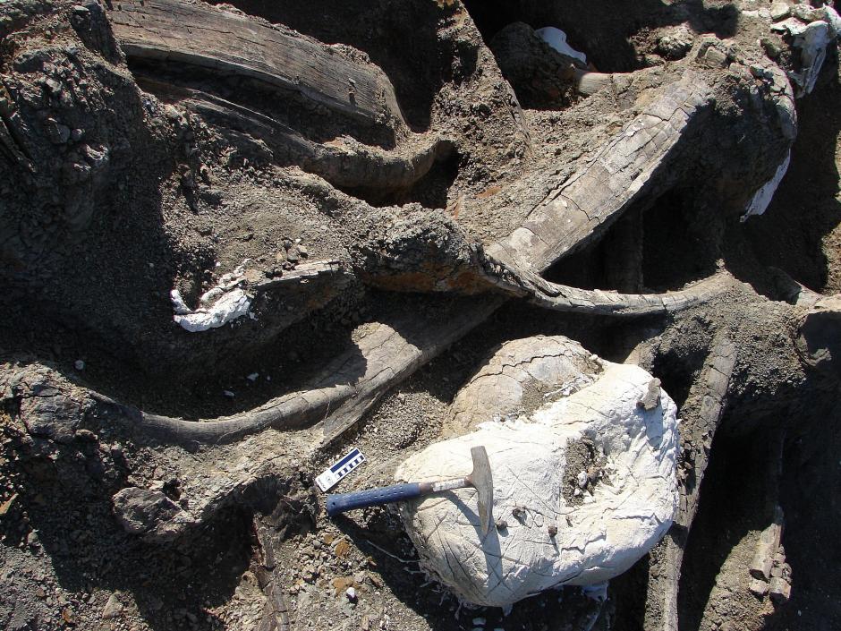 Un grupo de cient&iacute;ficos descubri&oacute; en Argentina el esqueleto fosilizado de una nueva especie de dinosaurio que bautizaron como "Dreadnoughtus schrani", que pesaba tanto como una docena de elefantes africanos o siete Tiranosaurios rex. (Foto: EFE)