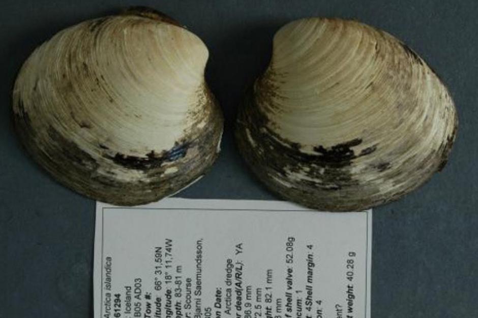&ldquo;Ming&rdquo; era una almeja de 507 a&ntilde;os de edad. Los cient&iacute;ficos que la descubrieron, la mataron mientras hac&iacute;an sus investigaciones. A pesar de su lamentable fin, la almeja brindar&aacute; importantes datos sobre los cambios clim&aacute;ticos en el mar. (Foto: Archivo)