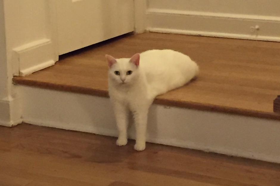 Un usuario quiso compartir esa foto de su gato y las cosas se salieron de control (Foto: mashable.com) 