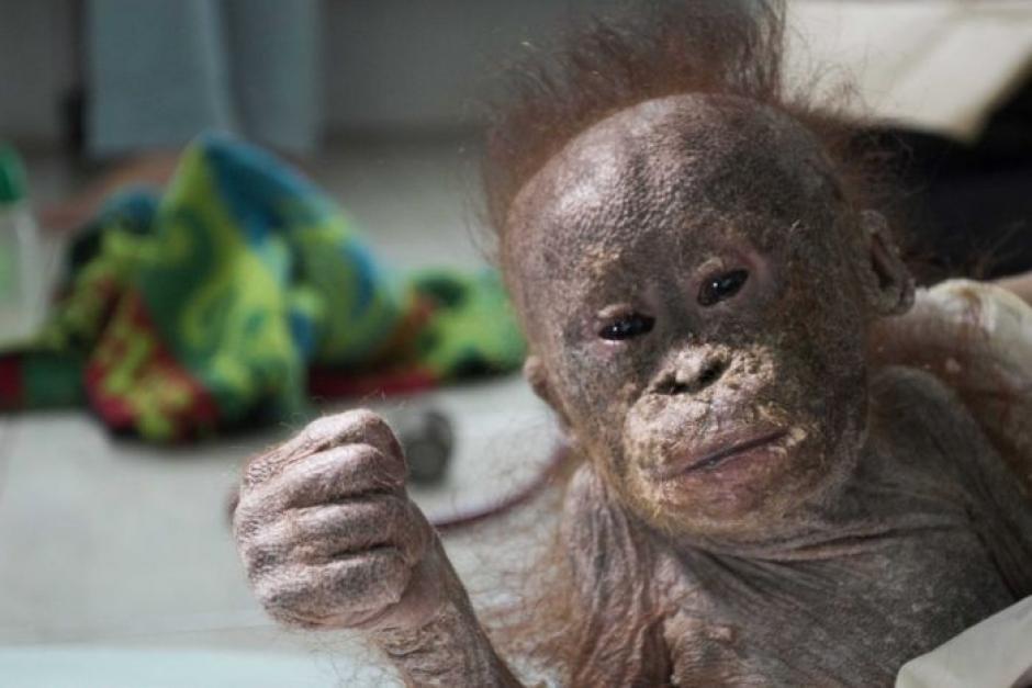 Gito el bebé orangután que fue abandonado. (Foto: International Animal Rescue)&nbsp;
