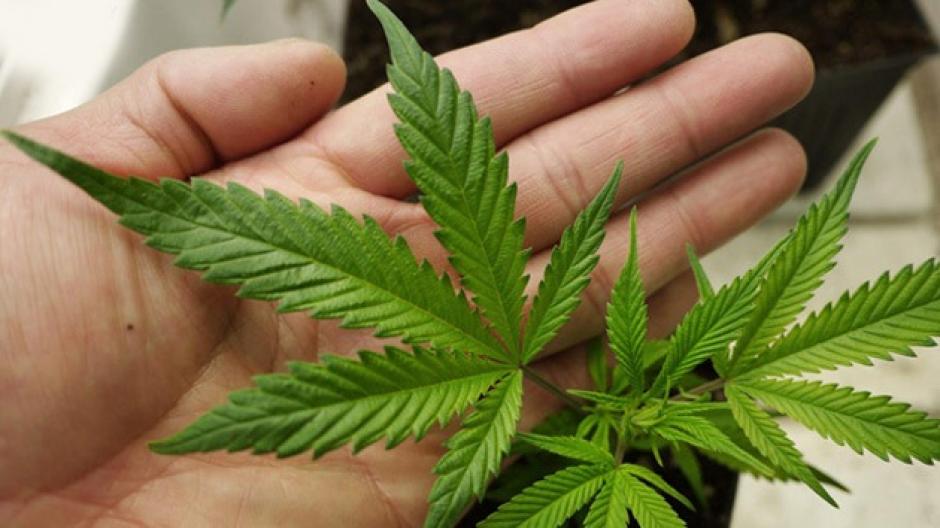 Un juez autoriz&oacute; por primera vez en M&eacute;xico la importaci&oacute;n de una sustancia derivada de la marihuana que se utilizar&aacute; dentro del tratamiento m&eacute;dico de una ni&ntilde;a. (Foto: Internet)