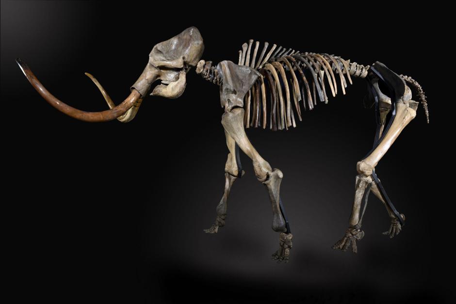 Imagen sin fecha cedida por Exclamation PR que muestra el esqueleto de un mamut "lanudo" de 3.5 metros de altura. (Foto: EFE)