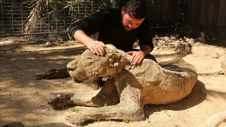 Mohammed Awaida, propietario de zool&oacute;gico,  exhibe los animales luego que estos murieran durante ataques contra terroristas. (Foto: infobae)