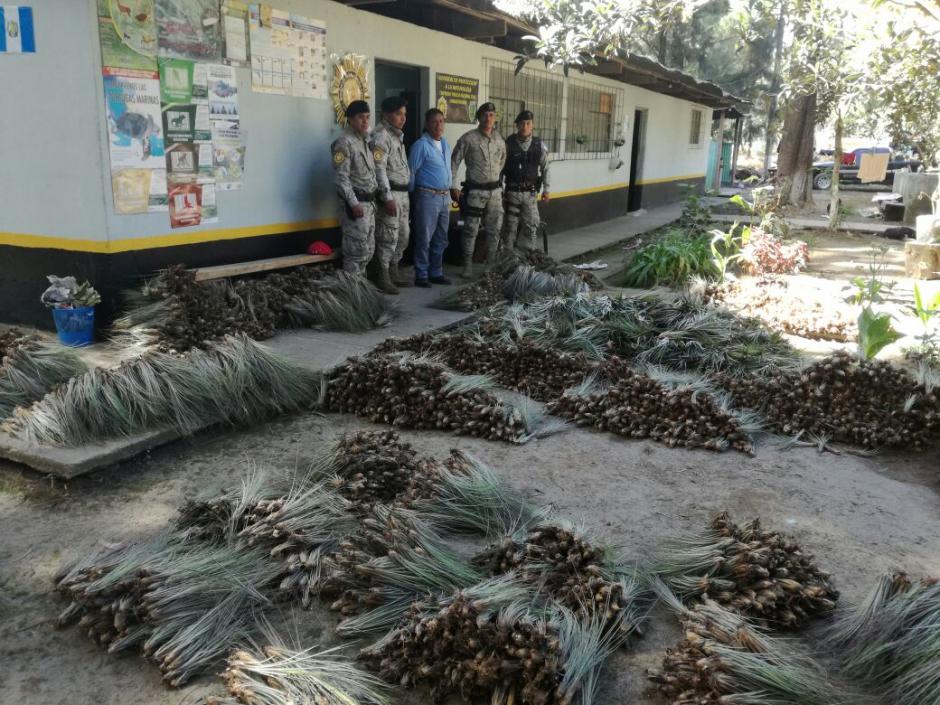 El decomiso se realiz&oacute; durante un operativo en Tecp&aacute;n, Chimaltenango. (Foto: Conap)