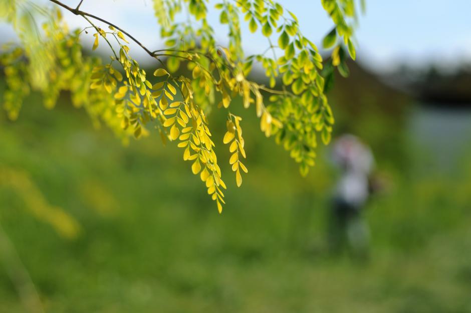 Las propiedades nutricionales de la moringa la convierten en un complemento alimentario ideal. para pa&iacute;ses que a&uacute;n enfrentan crisis alimentarias, como Guatemala. (Foto: Esteban Biba/Soy502)