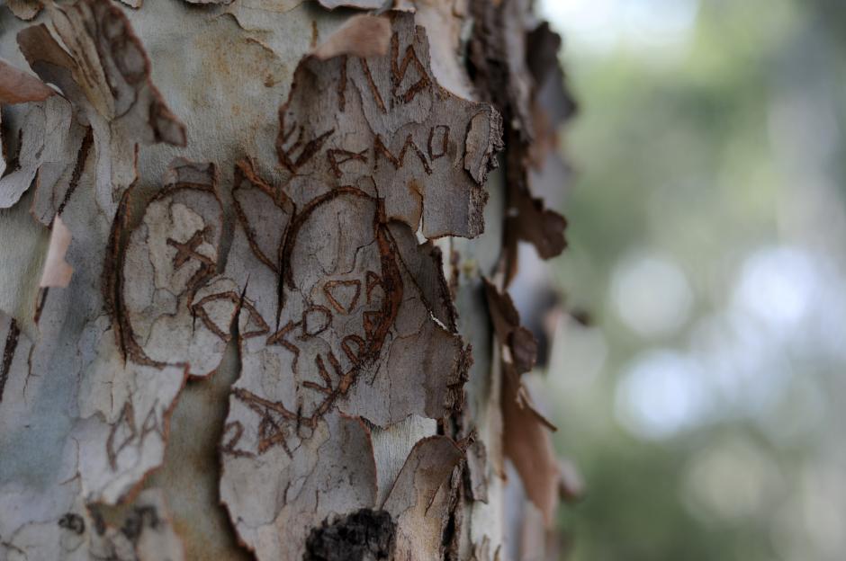 En la Plaza Berlín, zona 13, decenas de parejas plasman su amor en las cortezas de los árboles. (Esteban Biba/Soy502)&nbsp;