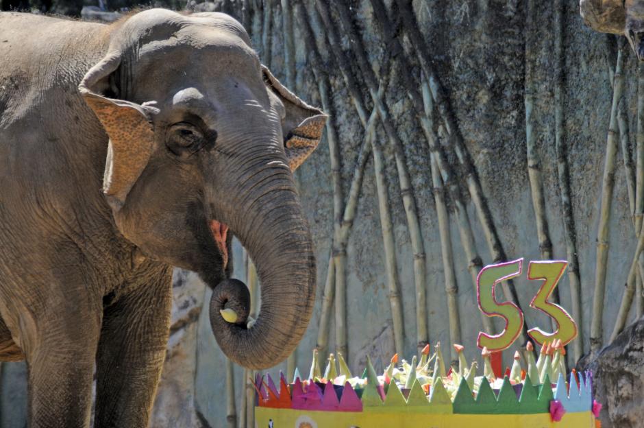 La elefante "Trompita" cumpli&oacute; 53 a&ntilde;os y lo celebr&oacute; ante cientos de sus f&aacute;naticos. (Esteban Biba/Soy502)