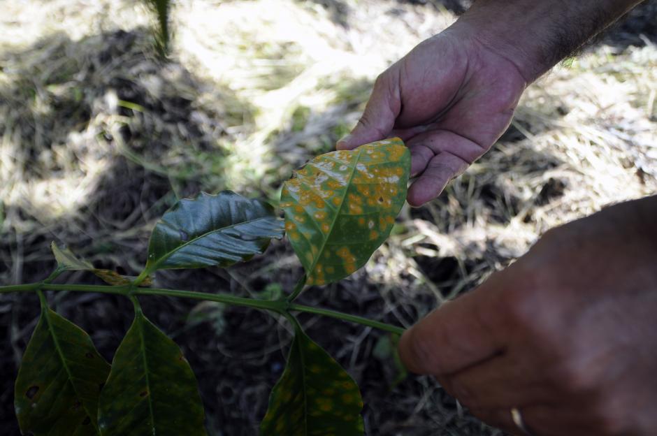 Hemileia vastatrix es el hongo que provoca la roya del caf&eacute;. Aunque en Guatemala se detect&oacute; en la d&eacute;cada de 1970, la falta de atenci&oacute;n y capacitaci&oacute;n t&eacute;cnica por parte de los peque&ntilde;os productores, provoc&oacute; que esta enfermedad fuera particularmente agresiva en el 2012-2013.