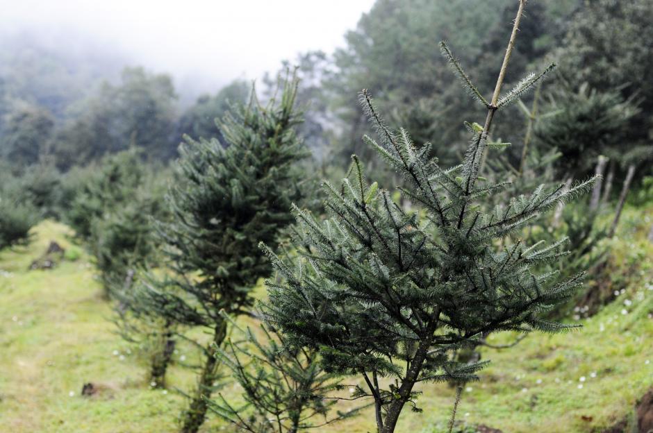 Plantaci&oacute;n registrada de Pinabete en la Finca Caleras Chichavac, Tecp&aacute;n, Chimaltenango. (Foto: Esteban Biba/Soy502)