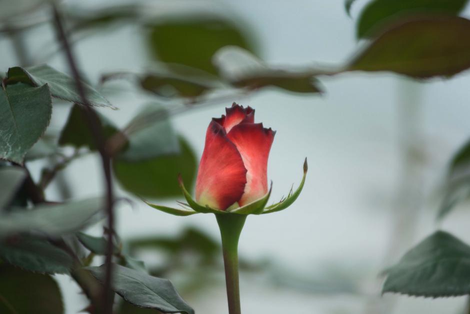 La finca Floresta Corps produce 7 millones de rosas al a&ntilde;o, para esta temporada del D&iacute;a de San Valent&iacute;n prev&eacute;n comercializar m&aacute;s de 500 mil (Foto: Jes&uacute;s Alfonso/Soy502)