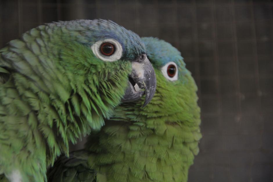 Los loros son los animales que m&aacute;s reciben en Arcas. Muchos de ellos fueron mascotas. (Foto: Fredy Hern&aacute;ndez/Soy502)