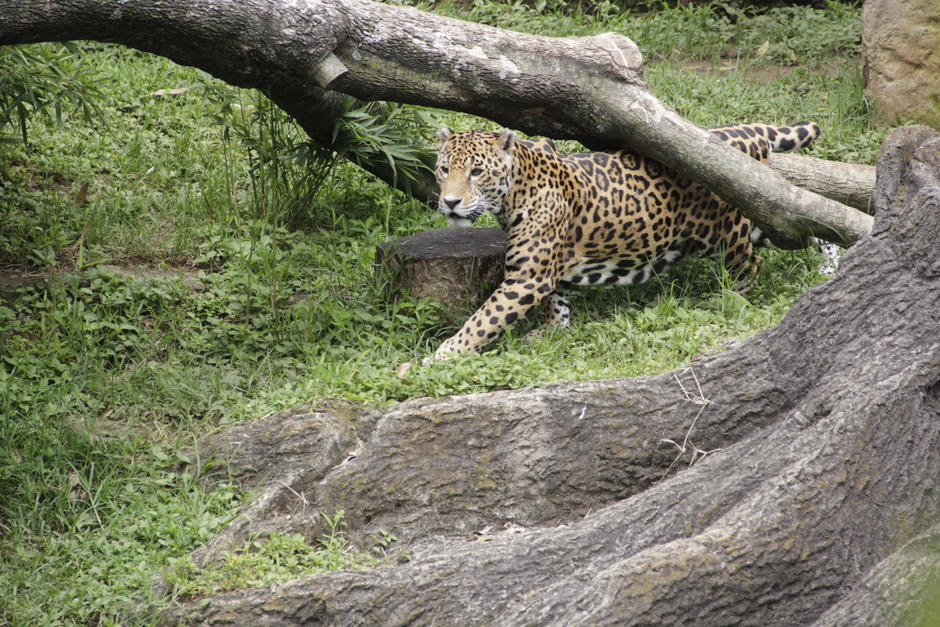 El jaguar es uno de los personajes principales de la obra literaria. (Foto: Fredy Hern&aacute;ndez/Soy502)