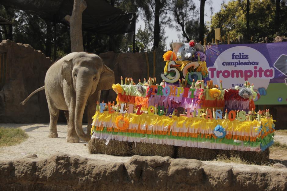 Trompita fue sorprendida con un enorme pastel de frutas. (Foto: Fredy Hern&aacute;ndez/Soy502)