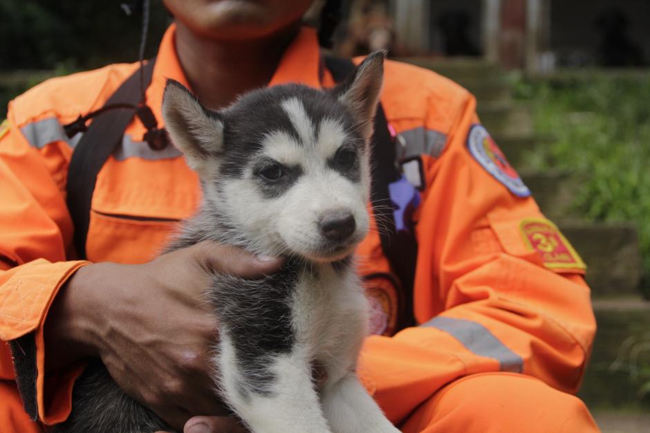 "Llama" es uno de los perros que fueron donados a la Unidad Canina y as&iacute; aminorar el dolor de sus compa&ntilde;eros por la partida de "Rex". (Foto: Fredy Hern&aacute;ndez/Soy502)