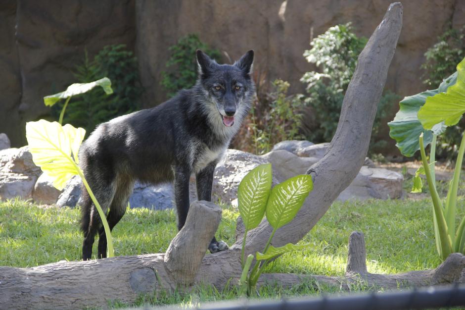 Gretel es la loba gris que los guatemaltecos podrán observar en su recinto. Su pelaje empieza a cambiar de color, según explican los expertos. (Foto: Fredy Hernández/Soy502)